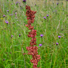 Wildflower Common Sorrel